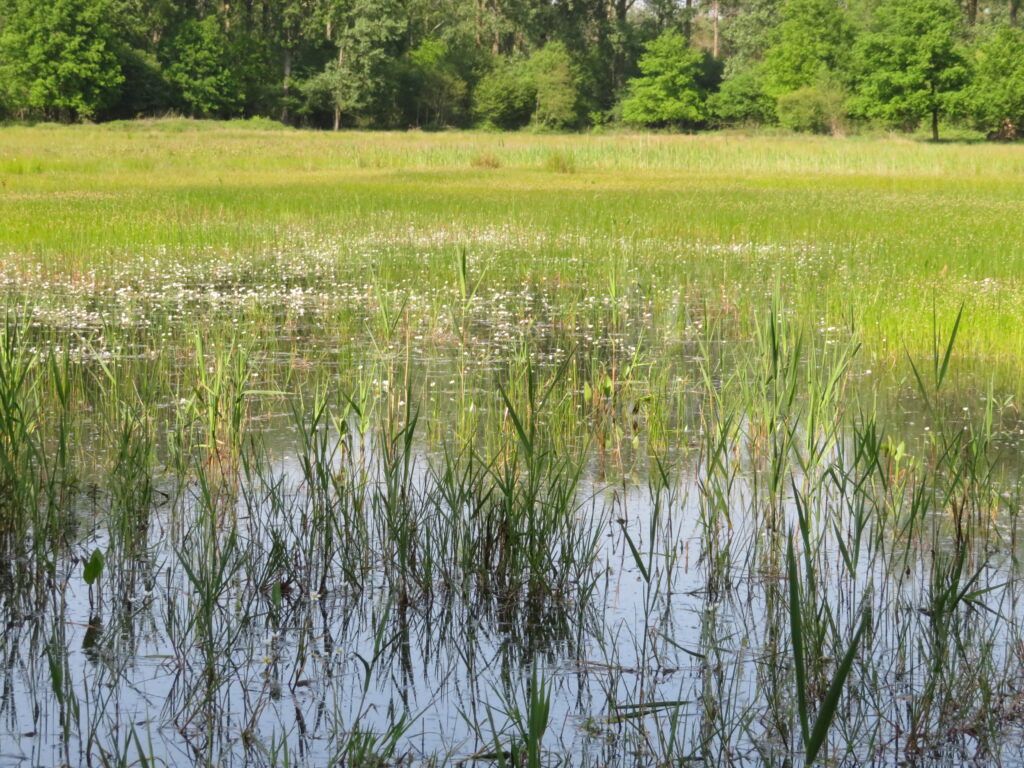 Schinnen
